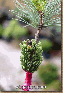 wbgarden pushing Pinus aristat scion